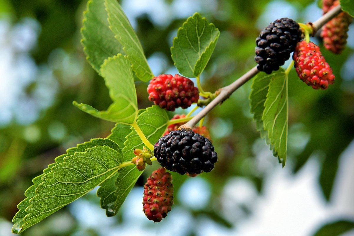 Black Mulberry: apa itu, untuk apa dan bagaimana cara menggunakannya_0