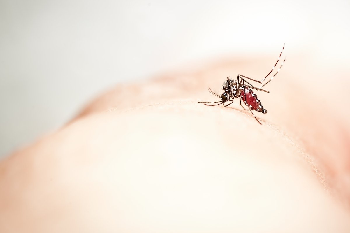 Zika: apa itu, gejala, penyebab, diagnosis, dan pengobatan_0