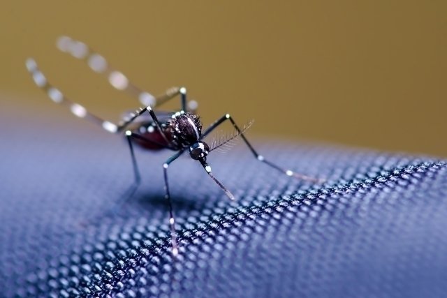 DBD, Zika atau Chikungunya: apa bedanya?_0