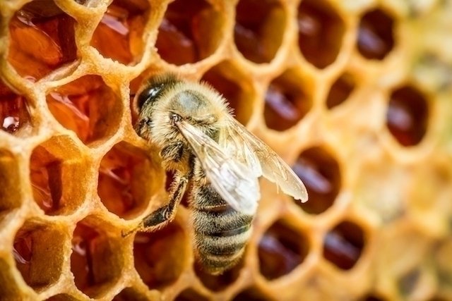 Sengatan lebah atau tawon: apa yang harus dilakukan (dan kapan harus pergi ke rumah sakit)_0