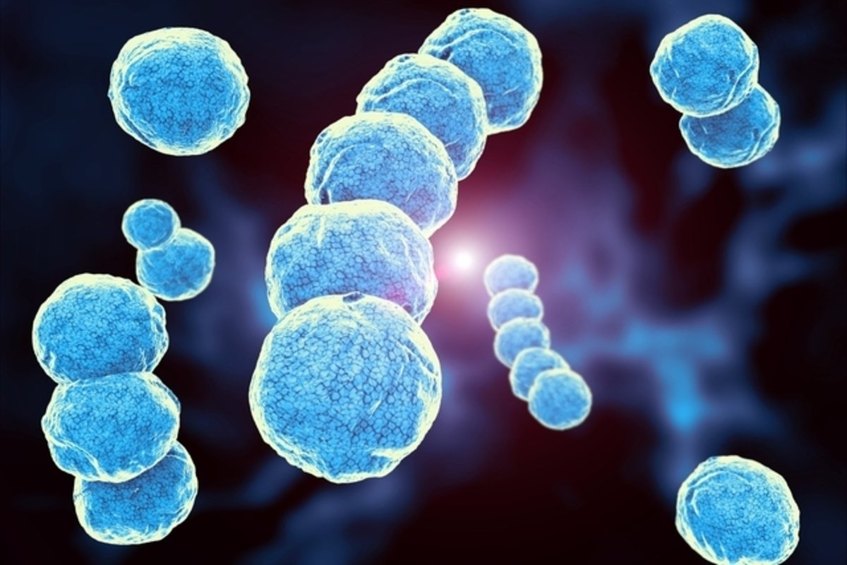 Streptococcus pyogenes: apa itu, gejala dan pengobatan_0