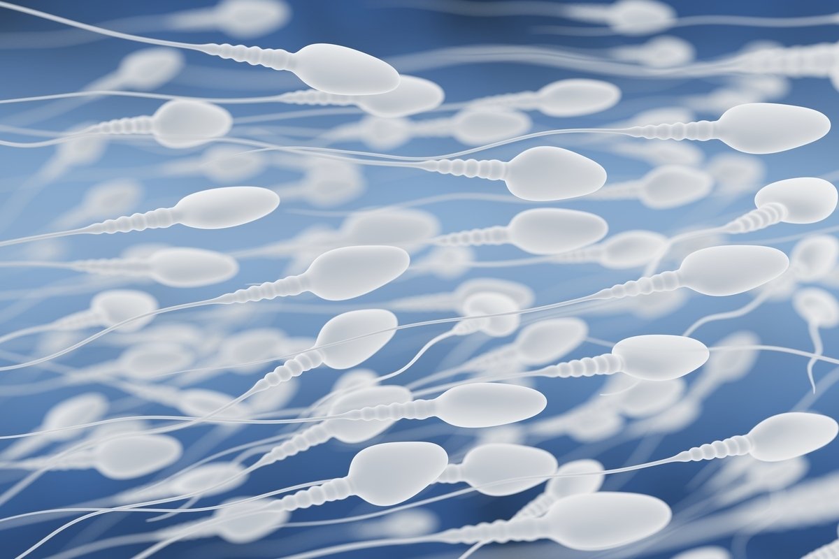Spermatogenesis: apa itu, tahapan dan apa yang mempengaruhi proses_0