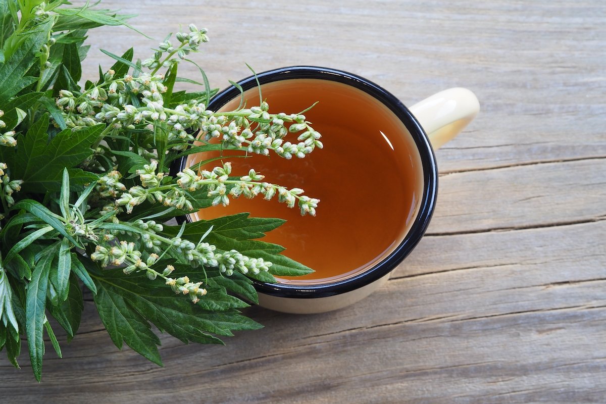 Artemisia: untuk apa dan bagaimana membuat teh_0