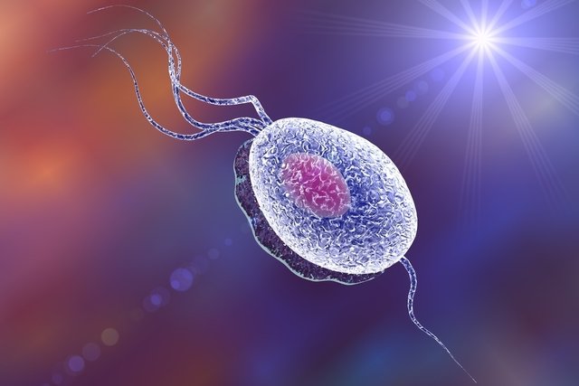 7 penyakit yang disebabkan oleh protozoa: gejala dan pengobatan_2